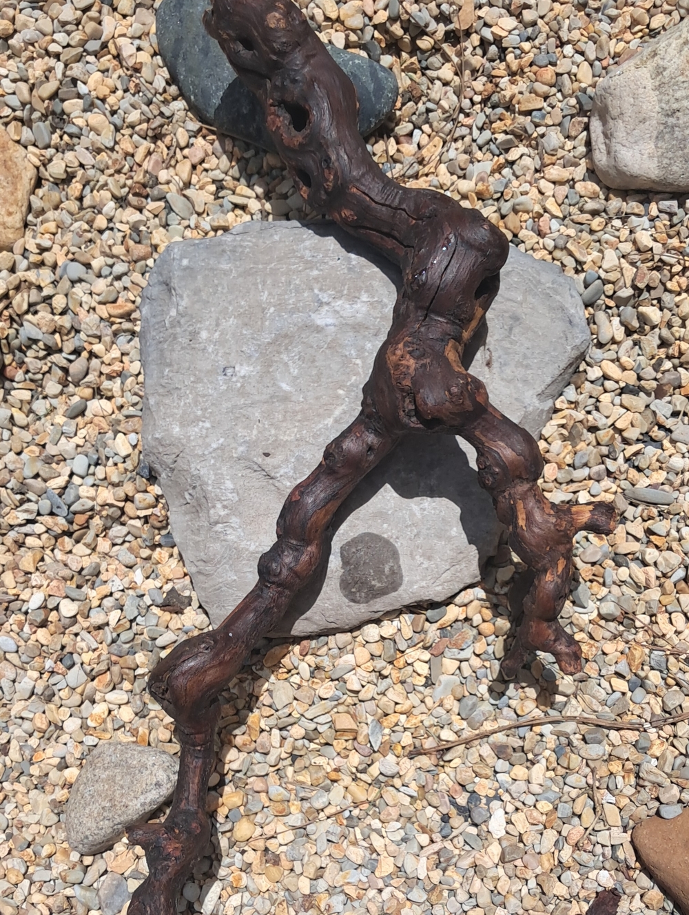 Natural Driftwood Accent Branch - Rustic Home Decor